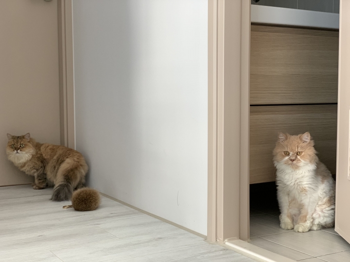 台中室內設計案例，三房改兩房的北屯簡約宅，打造人貓生活美居